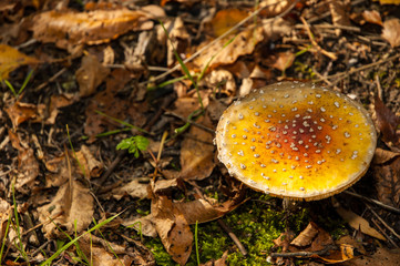 Mushroom in the moss