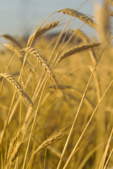 ears of wheat