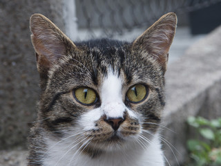 Big eyes cat portrait