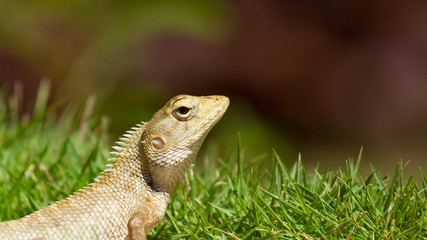 Close up of a lizard