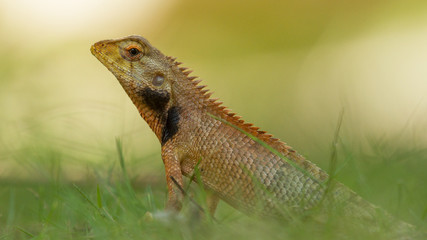 Close up of a lizard