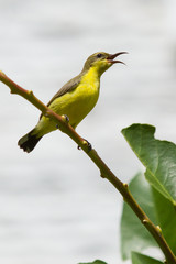 Olive Backed Sunbird - Female