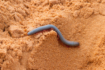 Vietnamese Rainbow Millipede crawling in the sand