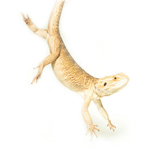 Obraz premium lizard pogona viticeps handing on tail