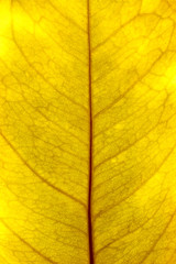 Naklejka na ściany i meble Yellow leaf closeup
