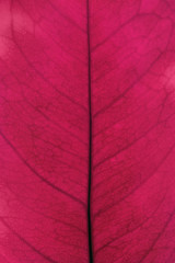 Red leaf closeup