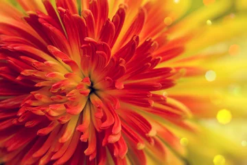 Fototapeten Orange-rote Blume © Serazetdinov