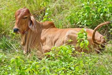 cow in tropical field in thailand