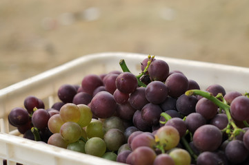 grapes