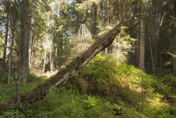 Fototapeta na wymiar Dziewicza puszcza świerk, rezerwat w Szwecji