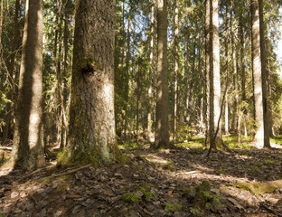 Fototapeta premium Untouched primeval spruce forest, nature reserve in Sweden