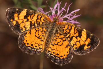 Pearly Crescentspot (Phyciodes tharos) on Rough Blazing Star