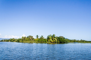 Lush tropical vegetation