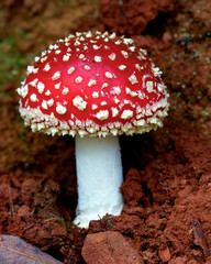 small Amanita muscaria toadstool