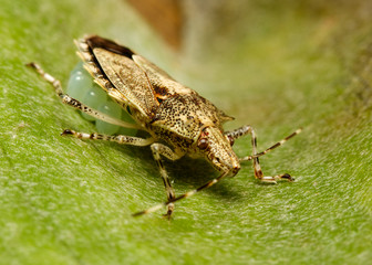 Shield bug guarding its eggs, on a leaf