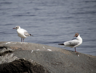 Seagull