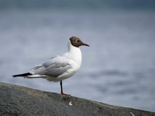 Seagull