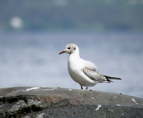 Seagull