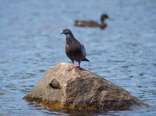 Pigeon