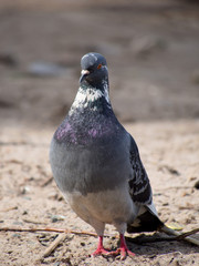 Pigeon