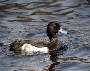 duck on the lake