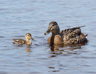 mallard duck and baby duck