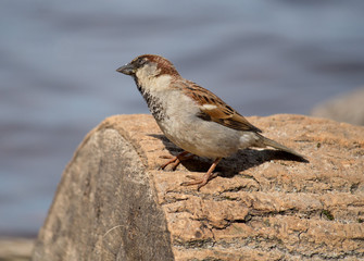 sparrow