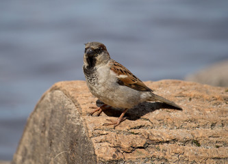 sparrow