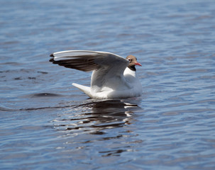 Seagull