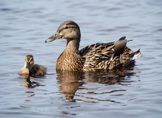 mallard duck and baby duck