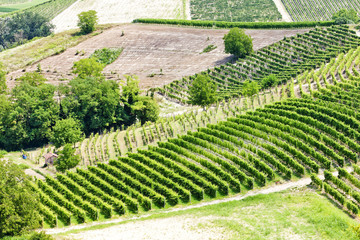 vineyars in Asti Region, Piedmont, Italy