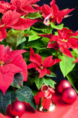 Christmas still life with Poinsettia