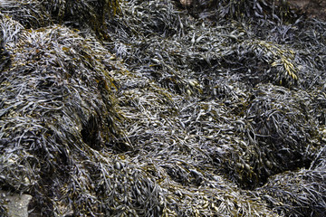 Knotentang am Strand von Helgoland