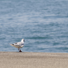 ich geh ins wasser