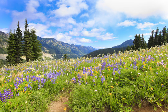 Mt.Rainier hiking trail with wild flowers.