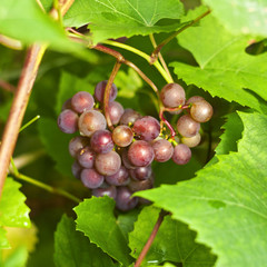 Bunch of ripe red grapes