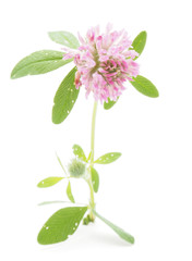 Fototapeta premium Clover flower on a white background