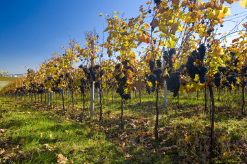 Fototapeta na wymiar grapevine at vineyard Sonberk, Czech Republic