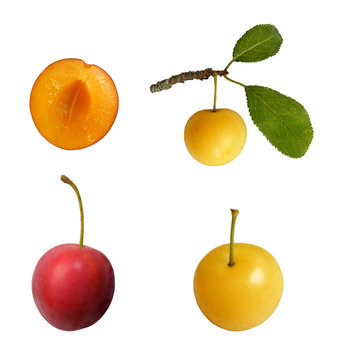 mirabelle fruit