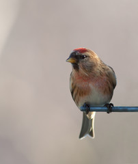 Redpoll