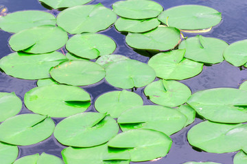 lotus leaf