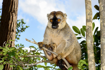 red-fronted brown lemur, lemur island, andasibe