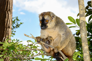red-fronted brown lemur, lemur island, andasibe