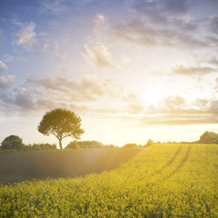 Obraz premium Rapsfeld und Eiche im Sonnenuntergang