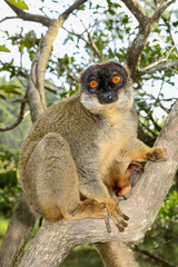 common brown lemur, lemur island, andasibe