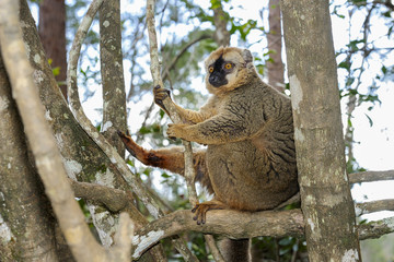 red-fronted brown lemur, lemur island, andasibe
