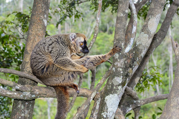 red-fronted brown lemur, lemur island, andasibe