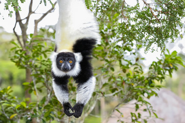 black-and-white ruffed lemur, lemur island, andasibe - obrazy, fototapety, plakaty