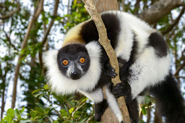 black-and-white ruffed lemur, lemur island, andasibe - obrazy, fototapety, plakaty