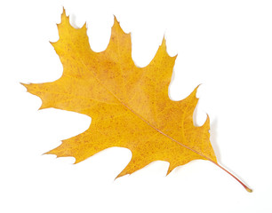 Yellow oak leaf on the white background